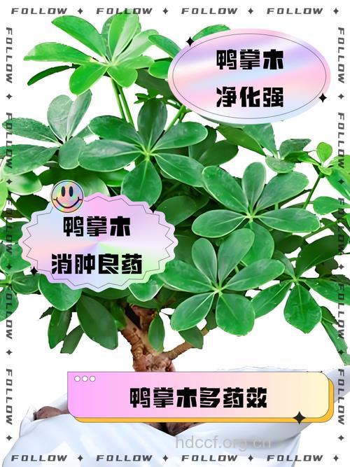 鸭脚木叶泡水喝的功效