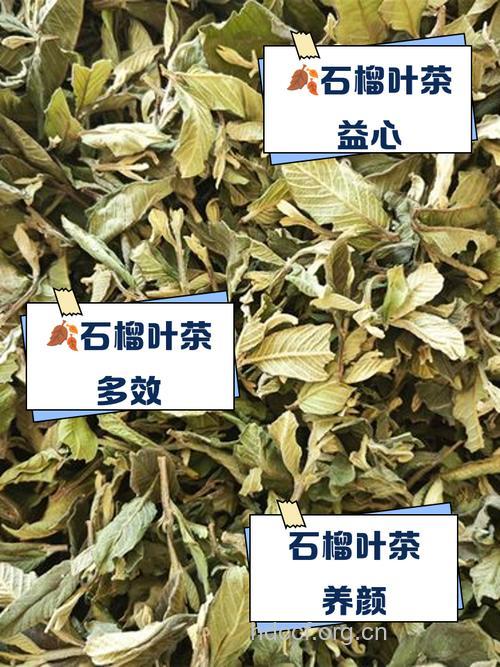 番石榴叶泡水喝的禁忌