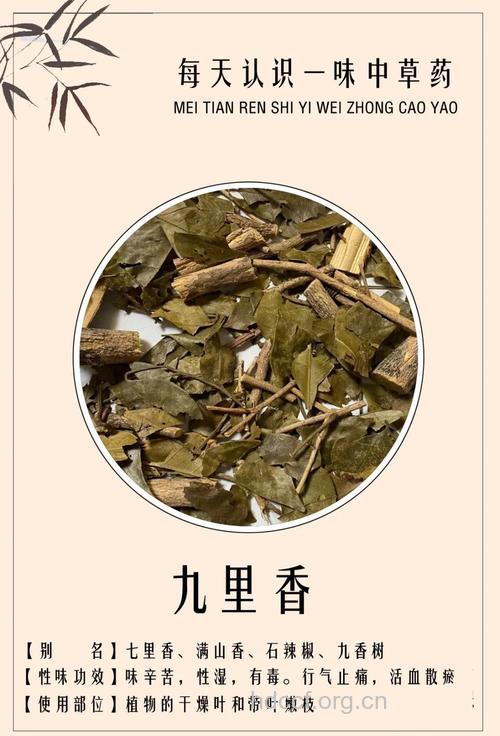 九里香泡水喝的功效