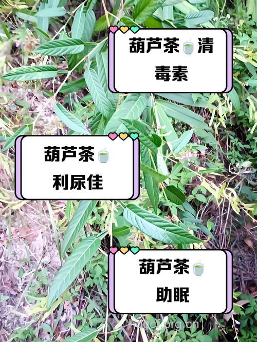 葫芦茶泡水喝的功效