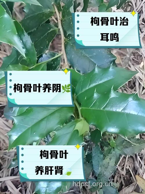 枸骨叶泡水喝的禁忌