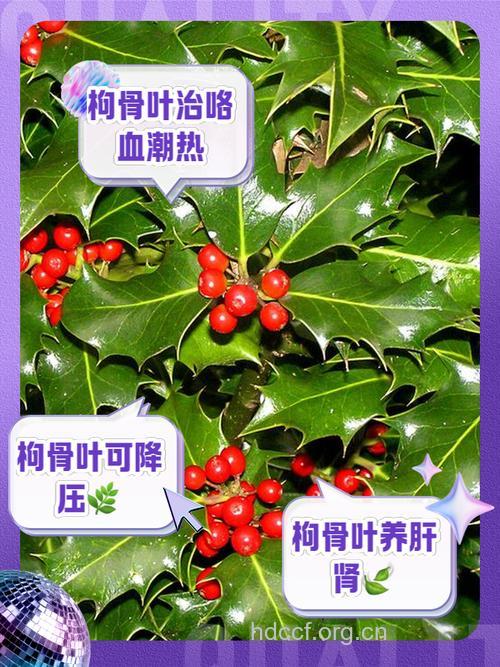 枸骨叶泡水喝的功效