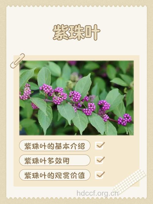 紫珠叶泡水喝的禁忌