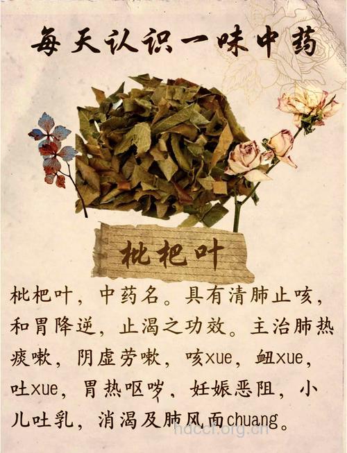 枇杷叶泡水喝的功效