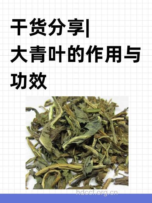 大青叶泡水喝的禁忌