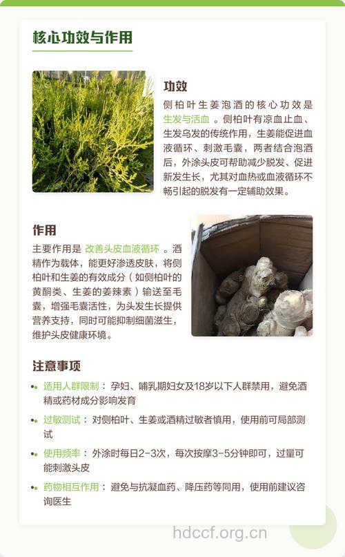 侧柏叶泡水喝的禁忌