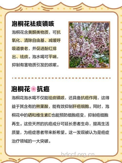 泡桐花泡水喝的功效