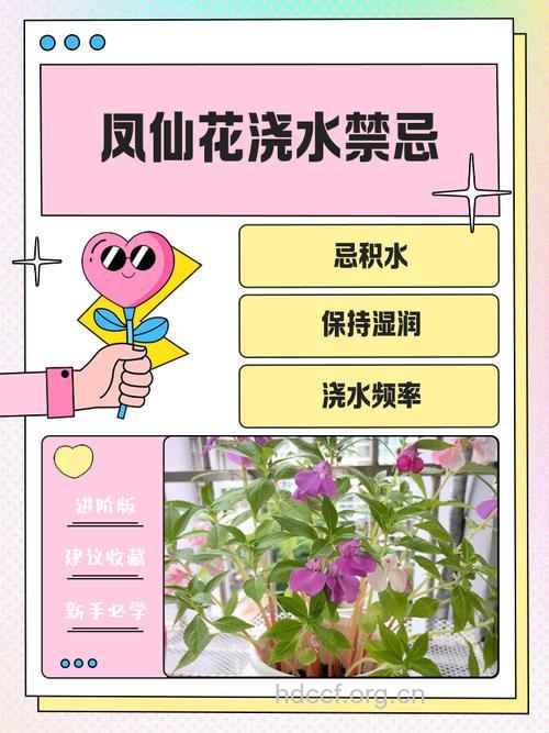 凤仙花泡水喝的禁忌