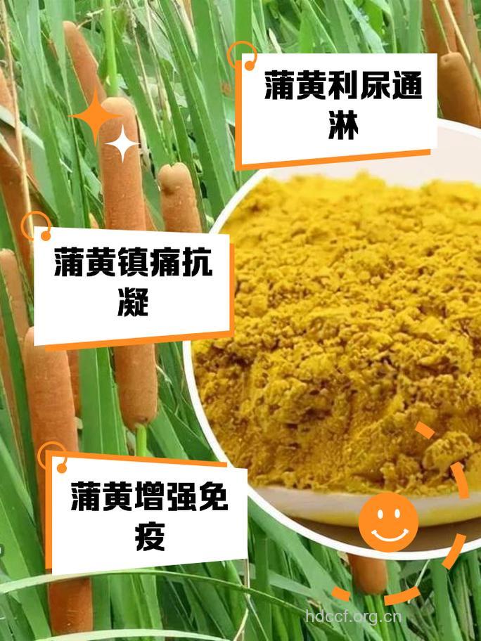 蒲黄泡水喝的禁忌