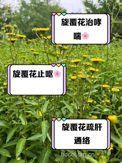 旋覆花泡水喝的功效