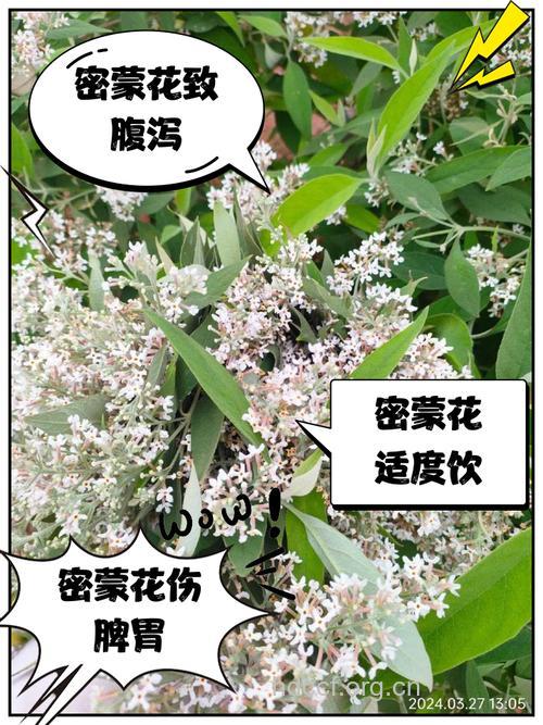 密蒙花泡水喝的禁忌