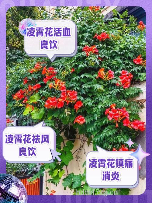 凌霄花泡水喝的功效