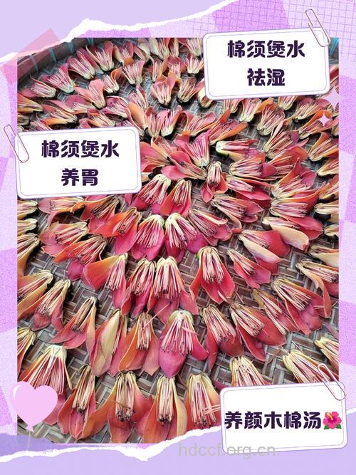 木棉花泡水喝的禁忌