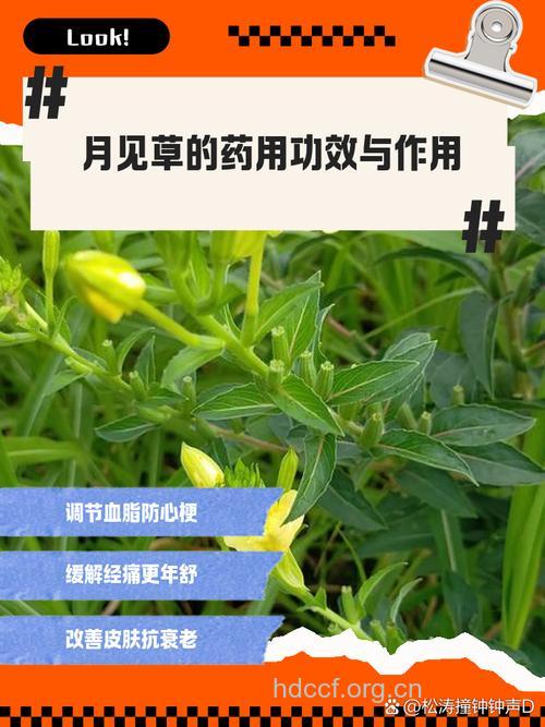 月见草泡水喝的禁忌