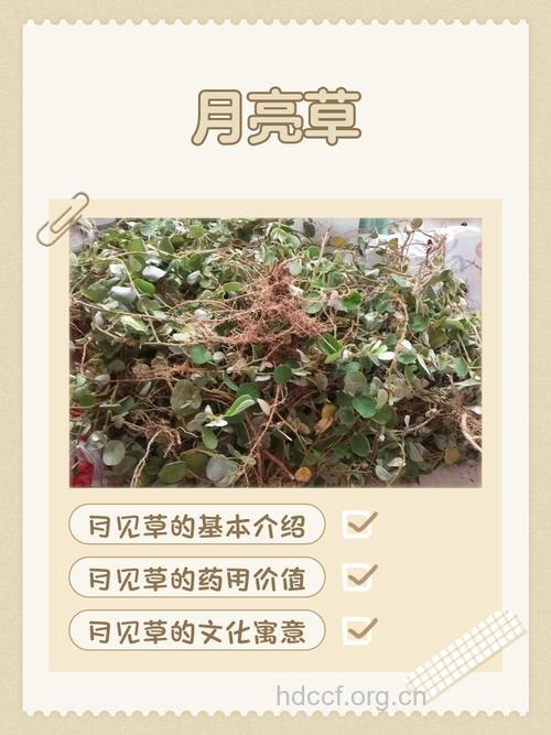 月见草泡水喝的功效