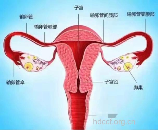 输卵管和卵巢正常 为何会不孕