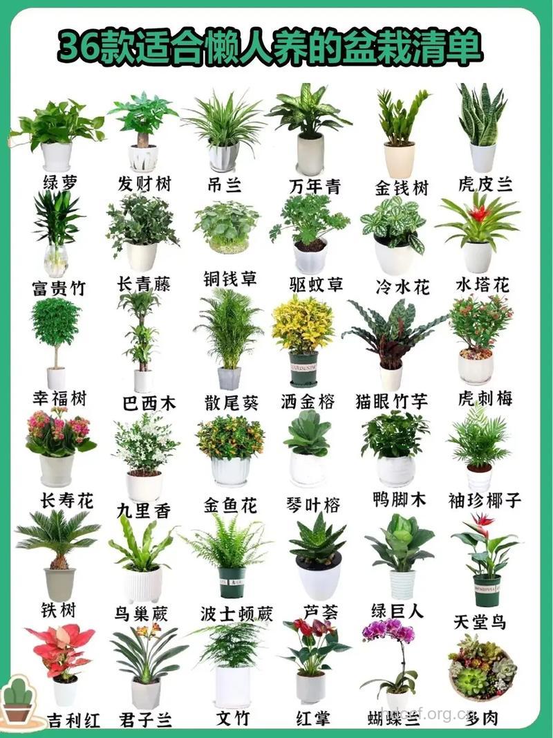 室内盆栽如何选择 适合入室的6种花卉