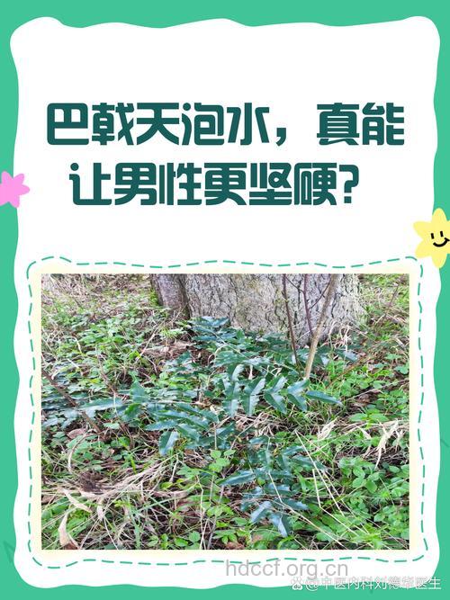 巴戟天泡水喝的功效