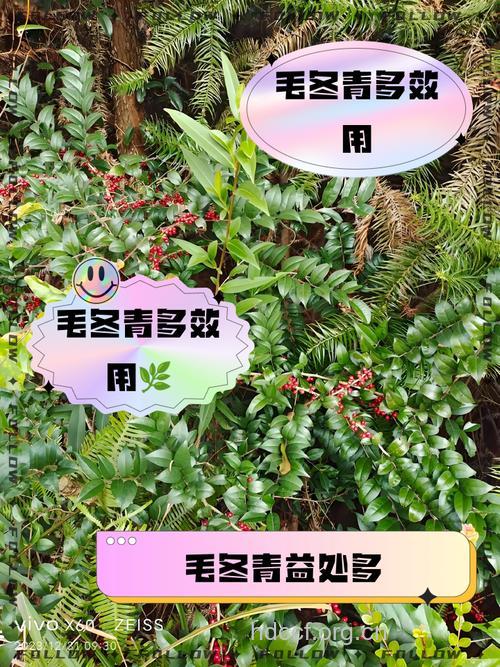 毛冬青泡水喝的功效