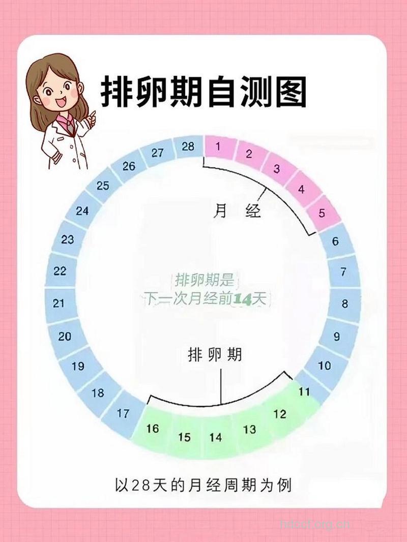 观察宫颈粘液也可预测排卵