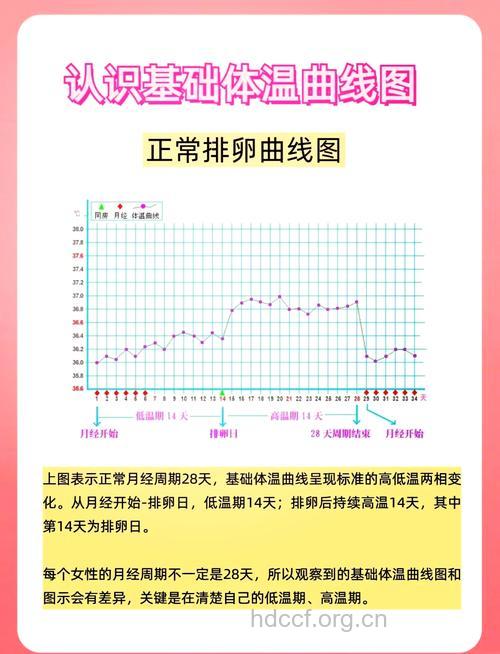 常见的基础体温变化解读
