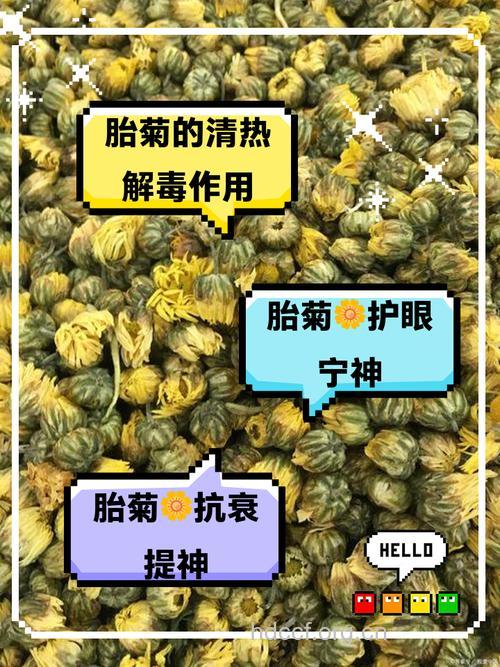 胎菊泡水喝的禁忌