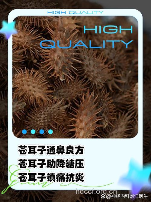 苍耳子泡水喝的禁忌