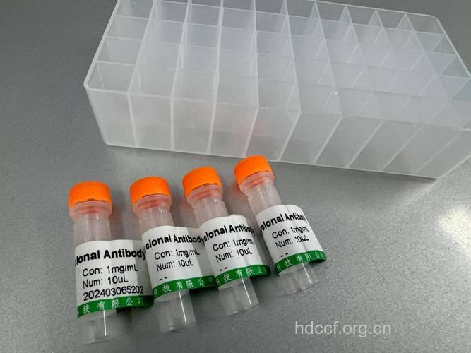 什么是透明带抗体?
