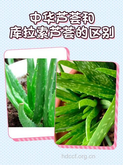 小心:芦荟可能易导致流产