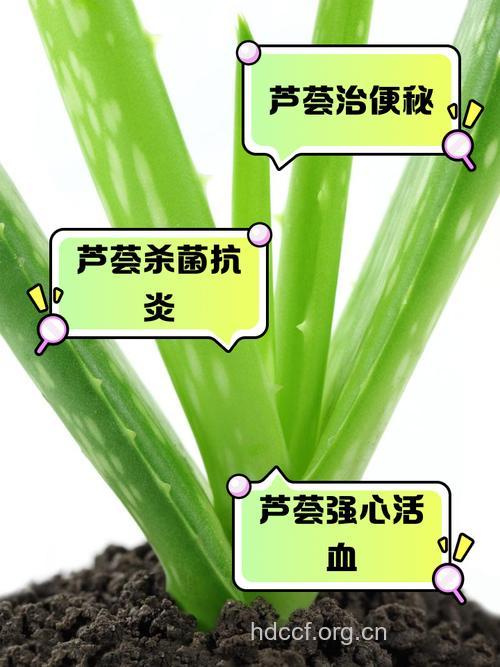芦荟泡水喝的功效