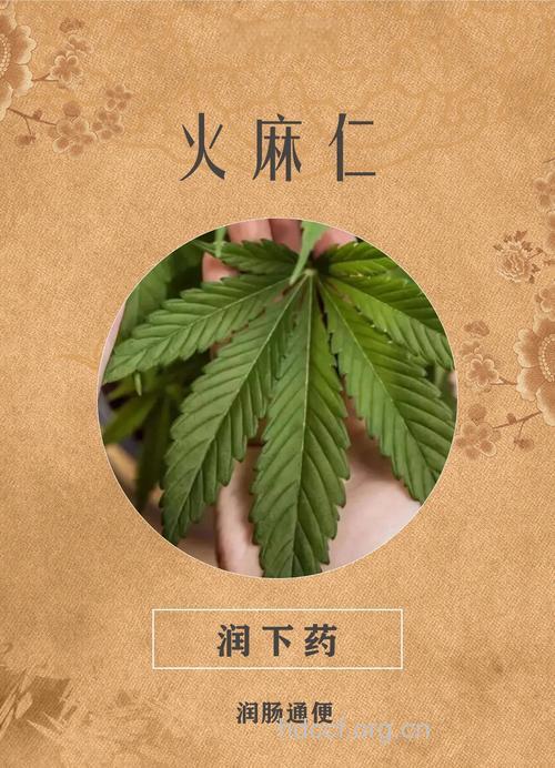 治疗慢性便秘的中药有哪些