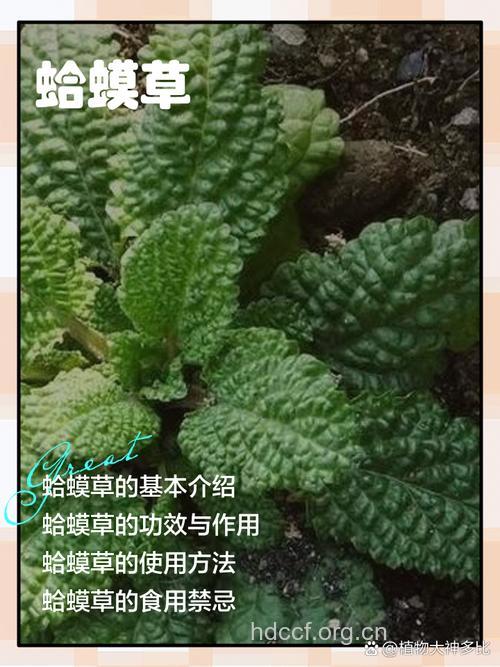 蛤蟆草泡水喝的功效