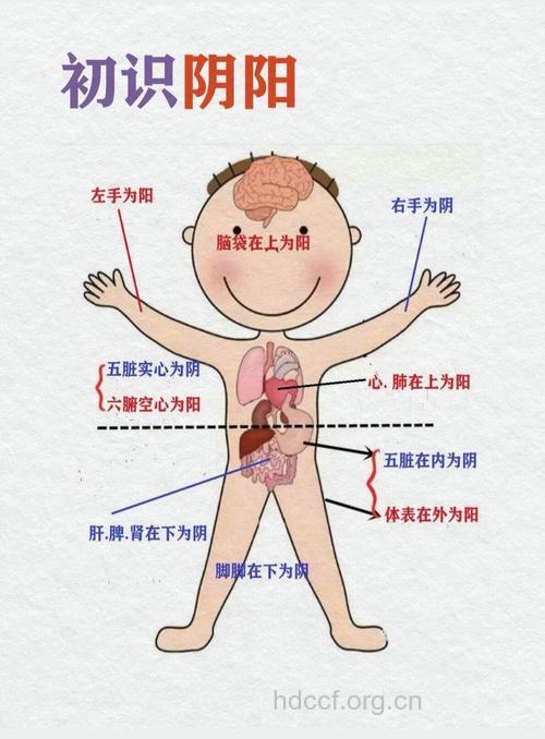 人体各部位的阴阳属性 上部为阳下部为阴