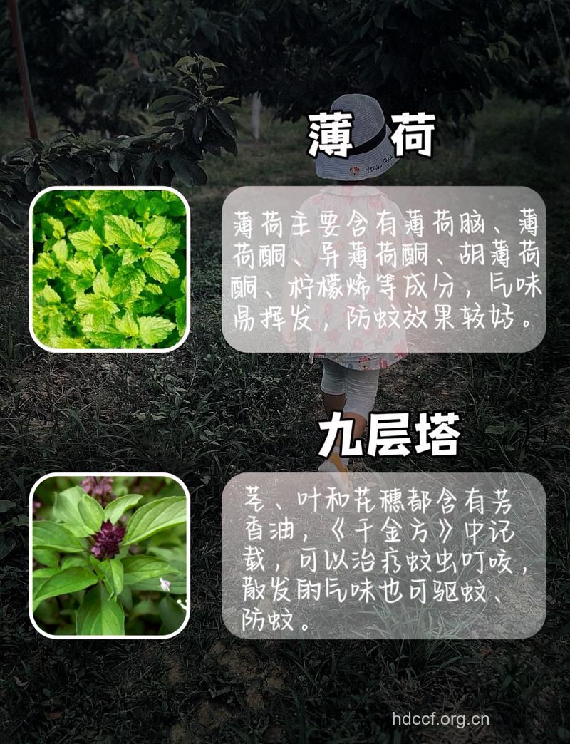 这些植物具有驱蚊的功效