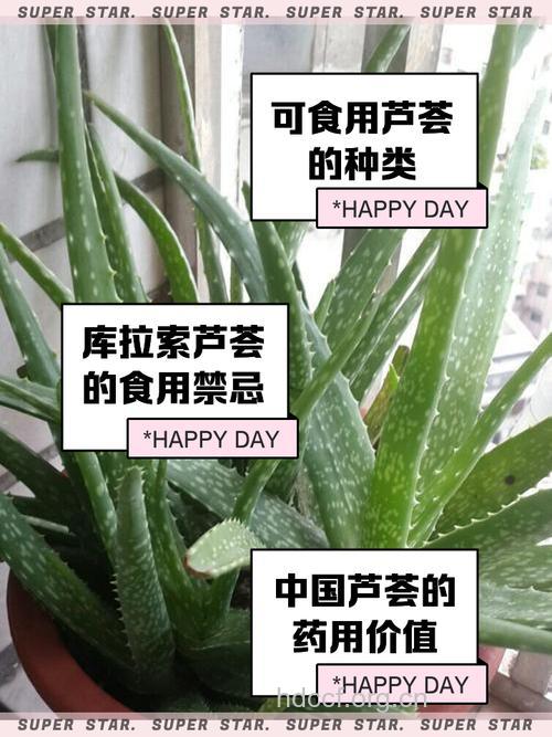 怀孕女性警惕芦荟可致流产