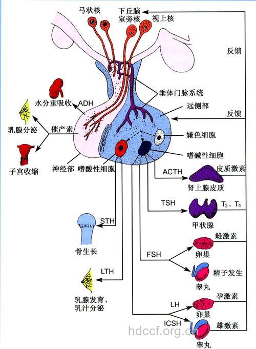 女性不孕症与内分泌的关联