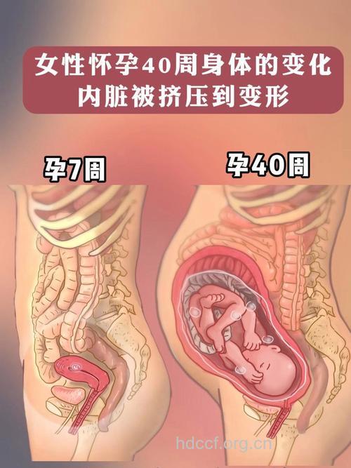 孕育胎儿难事源自不良子宫发育