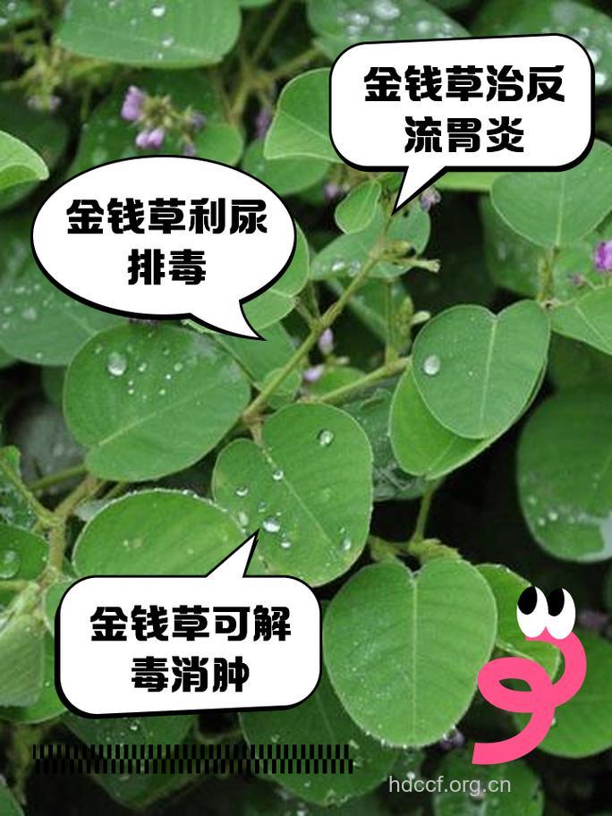 金钱草泡水喝的禁忌