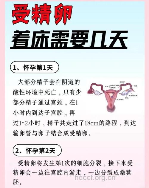 防不孕 计算好精卵结合日