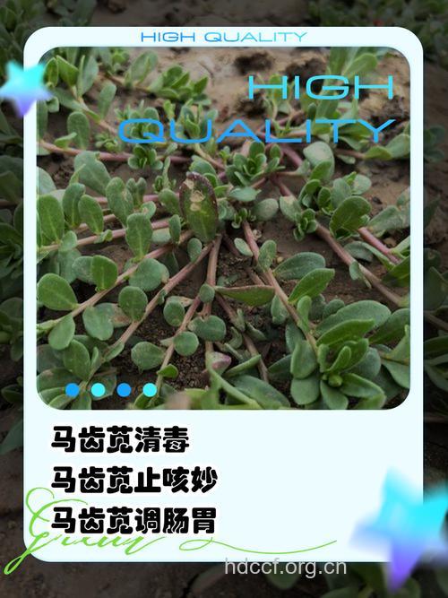 马齿苋泡水喝的功效