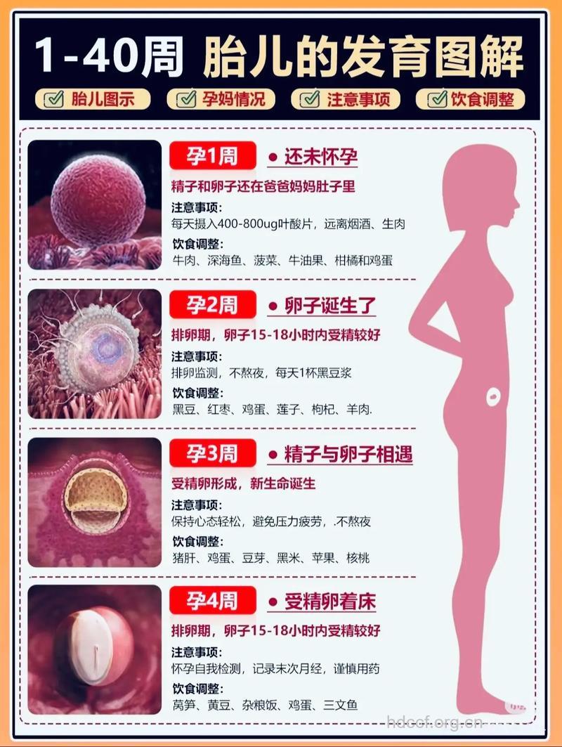 算好精卵相聚日好孕自然来