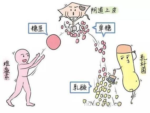 通过查看阴道细胞了解雌孕激素