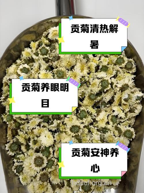 贡菊泡水喝的功效