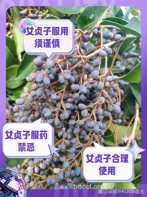 女贞子泡水喝的禁忌