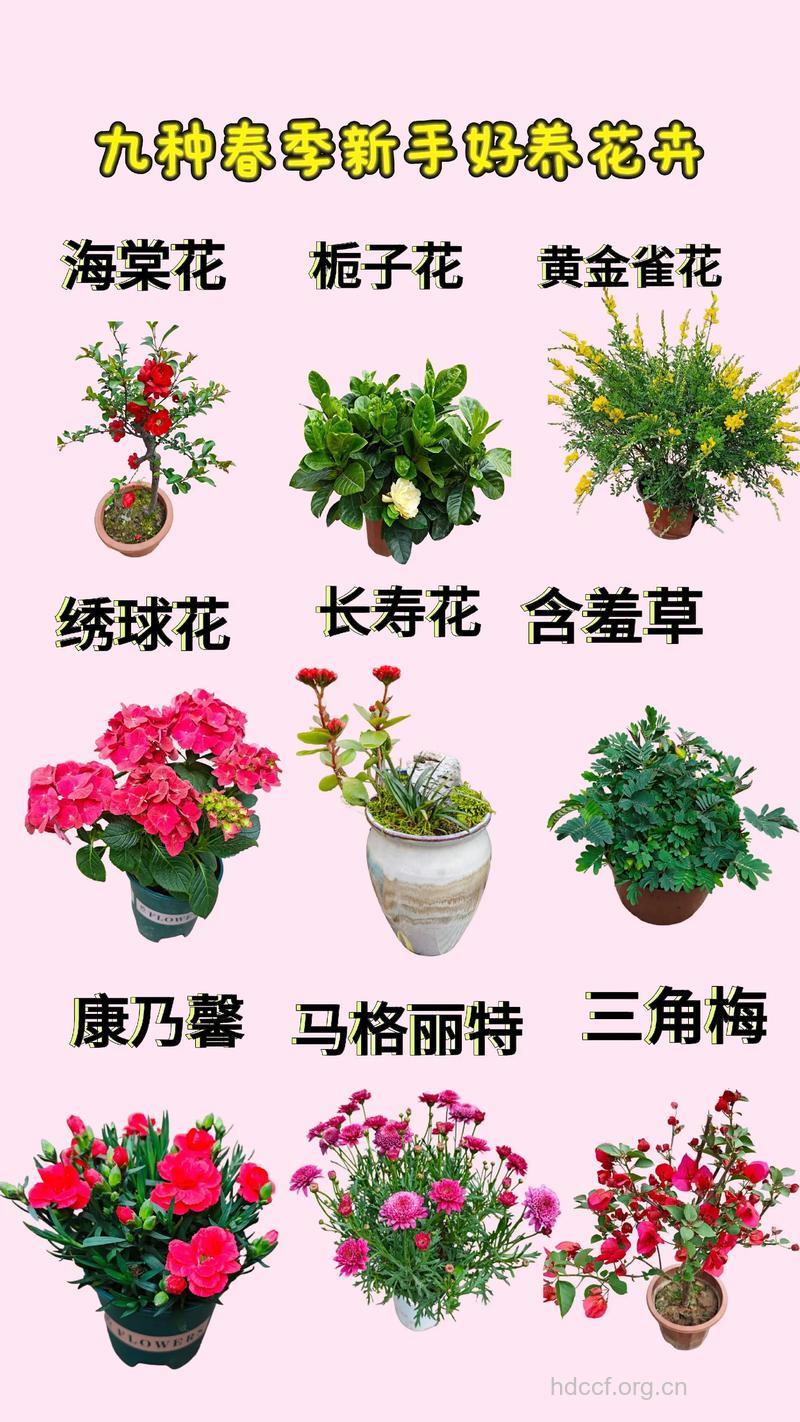 春天室内养什么花好