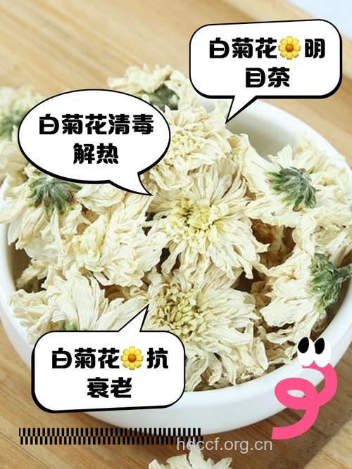 白菊花泡水喝的功效