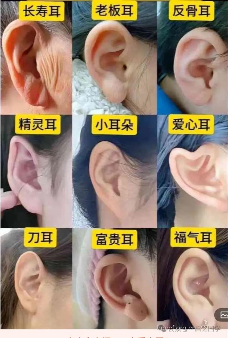 耳大长寿 教你从耳朵看体质寿命