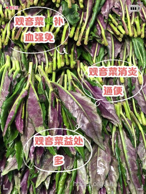 观音菜图片 观音菜的选购