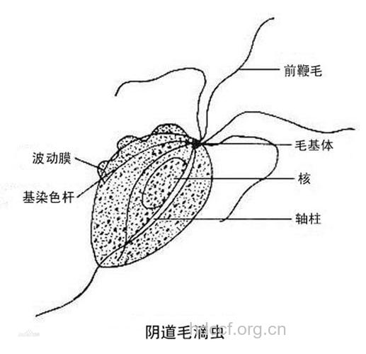 零距离接触阴道毛滴虫