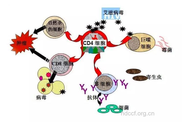 艾滋病的发病机制是怎样的呢